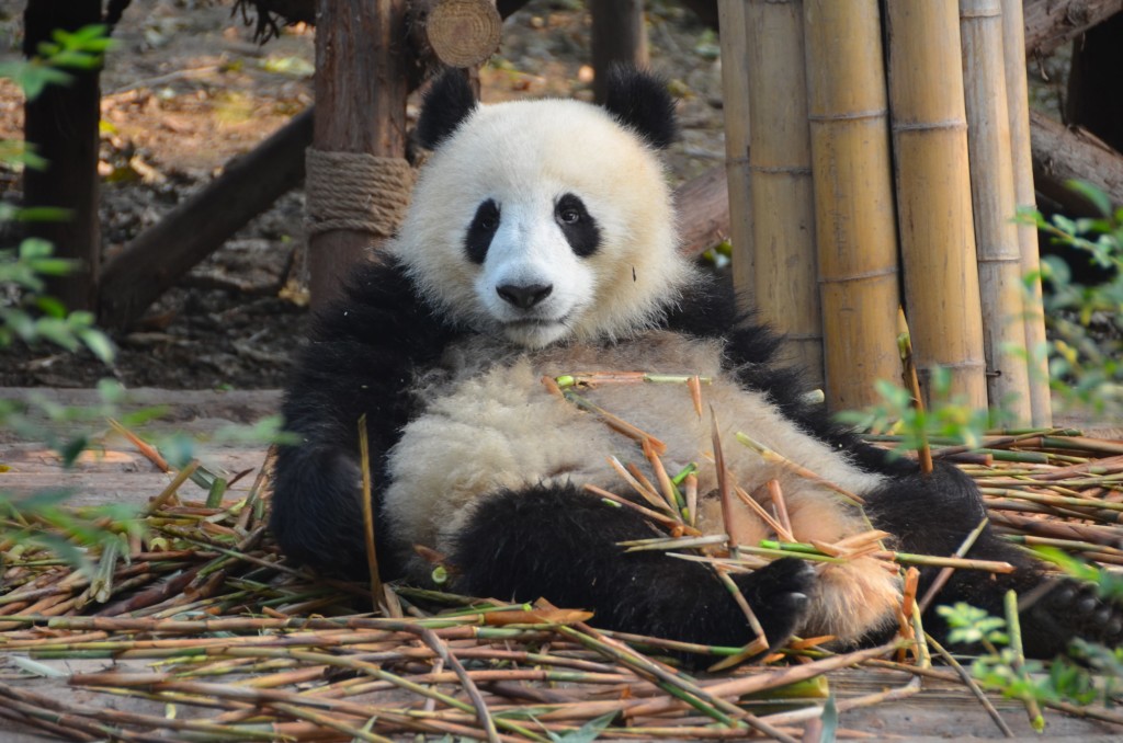 panda gigante em chengdu