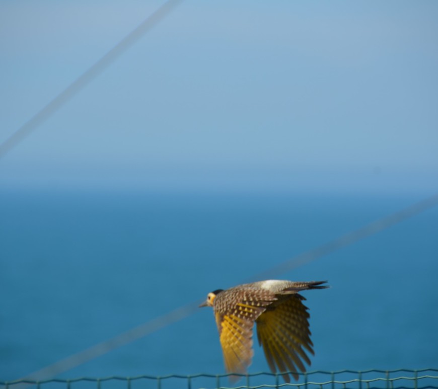 pássaro voando livre oceano azul laguna
